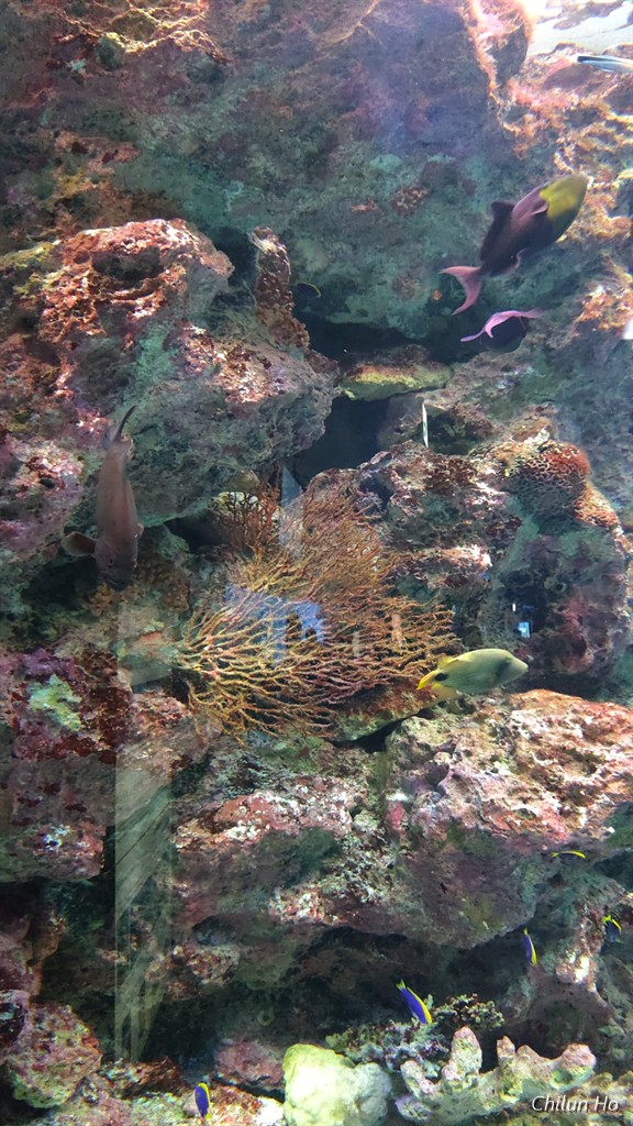 沖縄美ら海水族館